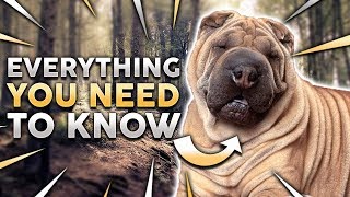 CHINESE SHAR PEI 101 Everything You Need To Know About Owning a Chinese Shar Pei Puppy [upl. by Lulu]