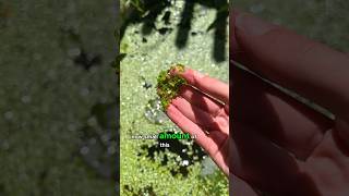 How to Maintain Duckweed Levels in a Wildlife Pond [upl. by Eey258]