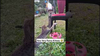 Very Very Funny Kittens 🤣 meows cat lover trending funny cute meow [upl. by Lewes]