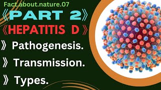 Part 2 Hepatitis D Pathogenesis Transmissionand Types of hepatitis D [upl. by Aynos]