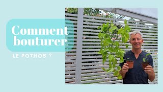 Comment bouturer les pothos   Monjardindansleslandes [upl. by Evetta]