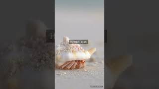 Beautiful Hermit crab beach hermitcrab [upl. by Flavio]