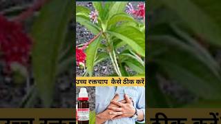 Homeopathic medicine for high blood pressurenewmedicinal tips viralshorts [upl. by Llehsam90]