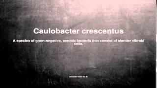 Medical vocabulary What does Caulobacter crescentus mean [upl. by Kcirrad]