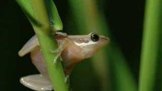 Pseudacris ocularis  Little grass frogs [upl. by Paterson]