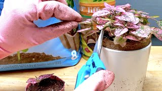 Pink Polka Dot Plant Propagation [upl. by Crystie384]