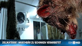 DELIKATESSE  WASCHBÄR ZU SCHINKEN VERARBEITET [upl. by Phox]