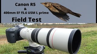 Field Review Canon EOS R5 with 400mm EF F56 USM L lens for birds Ibis autofocus handholding [upl. by Adam]