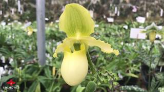 OrchidWeb  Everblooming Paphiopedilum [upl. by Seaddon]