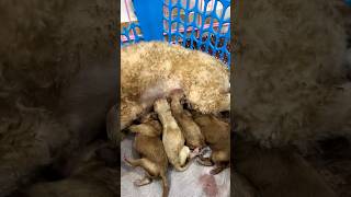 Poodle Dogs Breastfeeding🐶💞shorts dog puppy cute pets chihuahua my mycute [upl. by Erdda801]