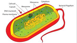 Bacteria Cell Structure [upl. by Aikram564]