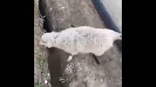 Sheep Jumps Into Ditch Again After Being Freed From The Ditch [upl. by Ioves]