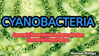 Cyanobacteria  Structure Characteristics amp Reproduction  BSMSBotany  Urdu amp Hindi [upl. by Lydnek]