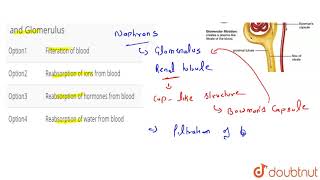 What is the function of Bowmans capsule and Glomerulus [upl. by Soilissav109]