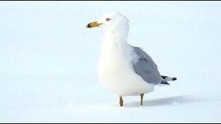 Goéland dans la neige cri Ringbilled Gull in the snow call [upl. by Anelrahs]