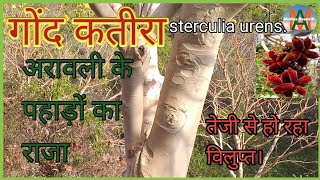 गोंद कतीरा का पेड़Sterculia urens  Gond katira ke faydeAravalli hill treetragacanth tree india [upl. by Atileda]