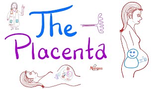 The Placenta  Structure and Function  Biology Anatomy and Physiology [upl. by Eseerehs]