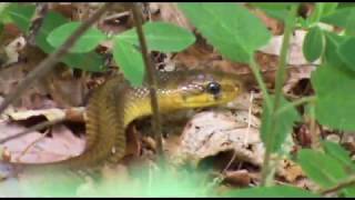 Serpent couleuvre dans les herbes des Trois Pignons  Massif de Fontainebleau  Printemps [upl. by Elak]