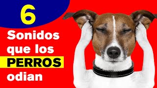 6 Sonidos Que Los PERROS Odian [upl. by Buine153]