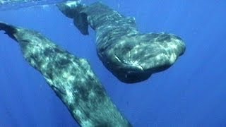 Sperm Whales of Dominica  JONATHAN BIRDS BLUE WORLD [upl. by Rezeile]