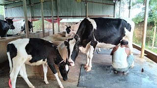 dairy farming bangladesh  friesian gavi [upl. by Joycelin]