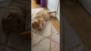 Exotic shorthair cat in a comfortable position [upl. by Goren]