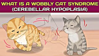 What is a quotwobbly cat syndromequot Cerebellar Hypoplasia in kittensThe vet Universe [upl. by Mayman]