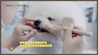 【🐶狗狗美容教學】梳毛解結篇 Comb amp Unknotting Tutorial [upl. by Neenwahs]