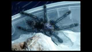 Tarantula Picture Collection Video 2 [upl. by Goggin754]