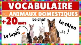 Vocabulaire  Les animaux domestiques  Français [upl. by Llednohs]