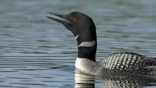 Voices Common Loon [upl. by Eissert]