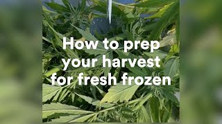 How to prepare your cannabis harvest for fresh frozen [upl. by Dnalor]