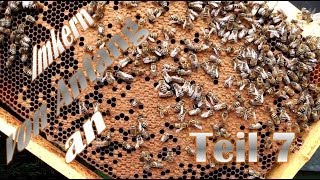 Imkern von Anfang an  Teil 7  Durchsicht von 3 neuen BienenvolkAblegern [upl. by Yvette]