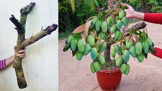 Unique​ Skill Growing Mango​ Tree Using Onions With Quick and Easy Techniques  Grafting Mango Tree [upl. by Strain]