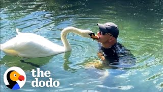 Guy Rescues An Egg And Becomes A Swan Dad For Life  The Dodo [upl. by Anaugahs]