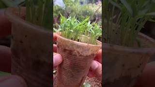 Grow chilliHow to grow chilli at home [upl. by Dygall625]