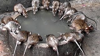 Indien  Rajasthan  Die Heiligen Ratten im Karni Mata Tempel  Deshnoke [upl. by Alihet]