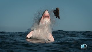 Breaching Great White Sharks  Shweekend [upl. by Urial427]