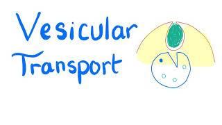 Vesicular Transport  Endocytosis and Exocytosis  Cell Physiology [upl. by Etteniuq]