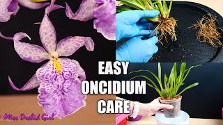 How to Care for Oncidium Orchids  Watering Repotting Reblooming amp more Orchid Care for Beginners [upl. by Eyt]