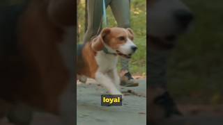 16American English Coonhound Dog shorts viral dogshorts [upl. by Pail]