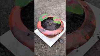 How to repot Caladium  Plant Care  Gardening  Caladium Plant Care [upl. by Dnalram]