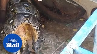 Horrifying moment a huge python attacks a familys pet cat [upl. by Wons]