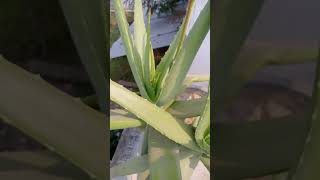 Aloevera flower benefits aloevera aloeveraflower aloeverabenefit aloeveraforever trading short [upl. by Ailed]