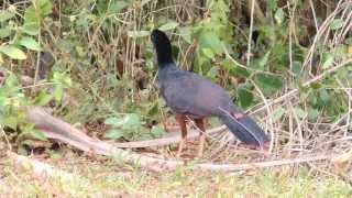 Crestless Curassow  Mitu tomentosum  Paujil Culicastaño Parque natural La Macarena [upl. by Enelyt801]