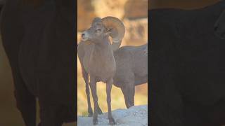 Borrego Cimarron en celo en el grandcanyon [upl. by Laverna866]