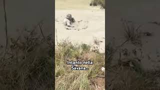 Bagni di fango nella Savana divertente fail risate humor music [upl. by Ydoj]