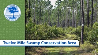 Twelve Mile Swamp Conservation Area [upl. by Brian]