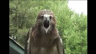 Redtail hawk screaming [upl. by Iew759]