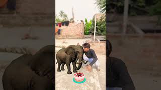 🙏Happy♥️ birthday 🎂hathishortvideo trendingshorts ytshortsvideo virlvideo shortvideoshortvideo [upl. by Anitrak]